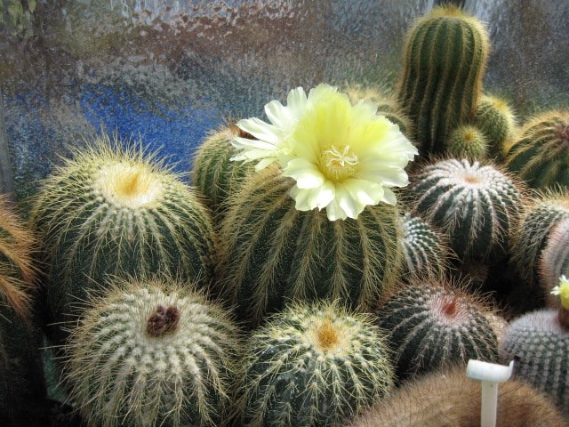 Eriocactus warrassii